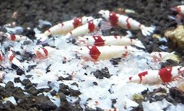 日本对虾中肠腺坏死杆状病毒病防治技术